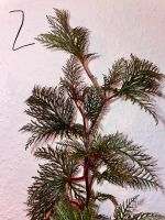 Begonia bipinnatifida XXL Essen - Essen-Kettwig Vorschau