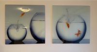 Glasbilder | 2 Stück | springender Fisch Niedersachsen - Harpstedt Vorschau