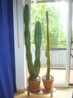 Zwei große Kakteen Kaktus Säulenkaktus Bayern - Langenbach Vorschau