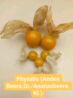 Physalis Samen, Tomaten, Aubergine, Kürbis, Melone uvm. Nordrhein-Westfalen - Gütersloh Vorschau