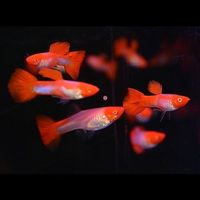 Koi Guppy Koiguppy rot-weiß, schönster Guppy ab 3,80€ Thüringen - Eisenach Vorschau