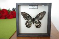 Prächtiger Schmetterling im Holzrahmen – originelle Geschenkidee Mitte - Wedding Vorschau