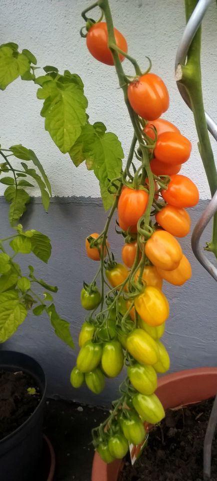 Cocktailtomaten, Tomatenpflanzen, Paprikapflanzen viele Sorten in Hamburg