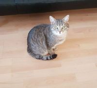 Katze (Kater) seit 5 Jahren vermisst! Finderlohn Baden-Württemberg - Kißlegg Vorschau