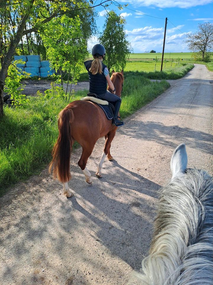 XXL Pony, Wallach 4 jährig, Dressurpony Reitpony in Langenbrettach