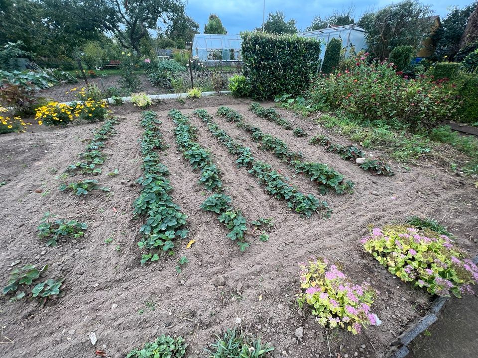 Schrebergarten / Kleingarten in Flintbek abzugeben in Flintbek