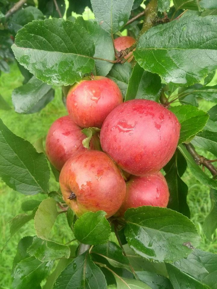 Apfelsaft naturtrüb 100% BIO von eigener Streuobstwiese in Kall