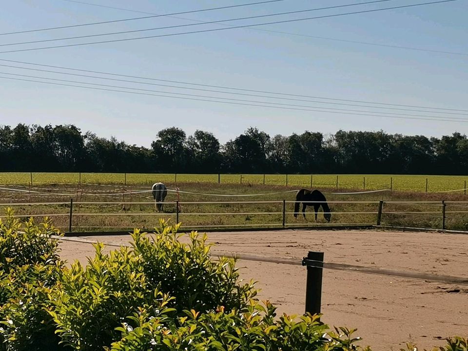 Allergiegeeigneter Offenstallplatz für Stute mit Stutfohlen in Schnakenbek