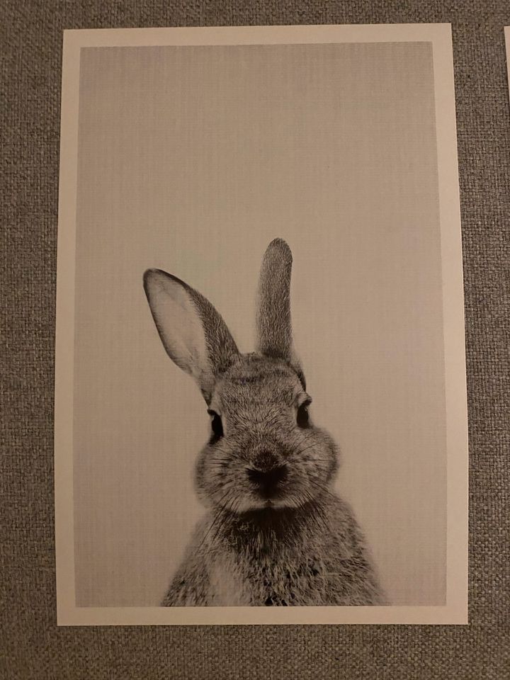 Juniqe Poster 20x30 cm, schwarz-weiße Tierfotos Fuchs, Esel, Hase in Essen-West