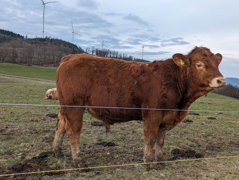 Limousin Jungbulle Bio zertifiziert in Bad Laasphe