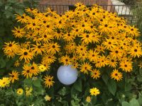 Bio - Rudbeckia, Staude Wandsbek - Hamburg Wellingsbüttel Vorschau