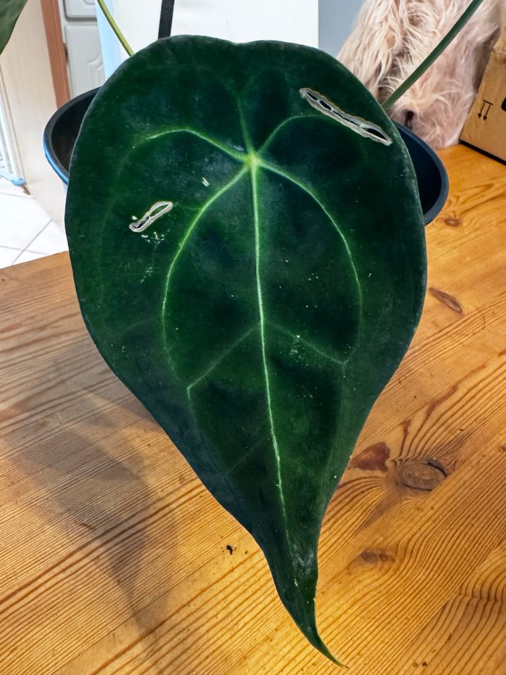 Anthurium Forgetii in Minderlittgen