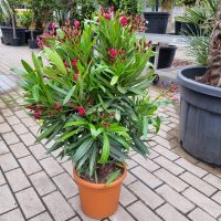 Oleander Nerium Oleander pinke Blüten 70-80cm hoch inkl. Topf Nordrhein-Westfalen - Oberhausen Vorschau