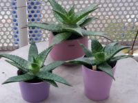 Aloevera Aloe Vera Pflanzen Heilpflanze West - Nied Vorschau