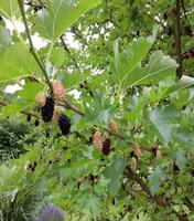 SUCHE Maulbeere Maulbeerbaum Dresden - Pieschen Vorschau