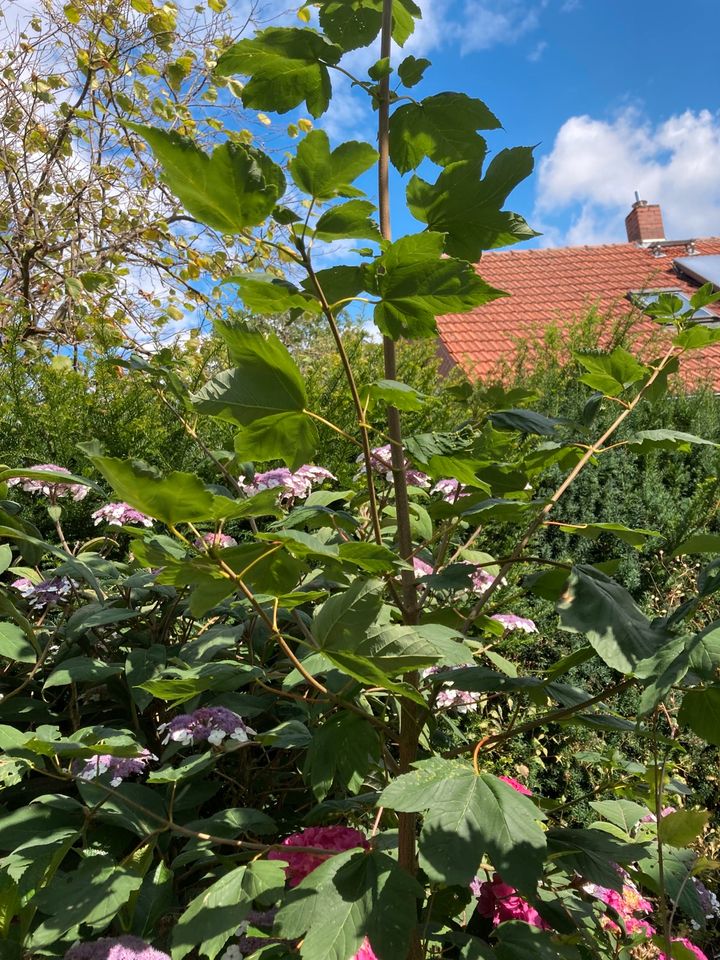 Ahorn Bergahorn  Acer pseudoplatanus in Hille