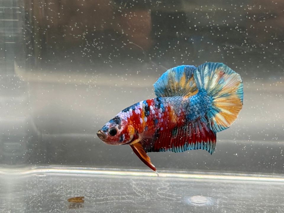 Kampffisch (Betta splendens) Hmpk yellow base multicolor in Kaufungen