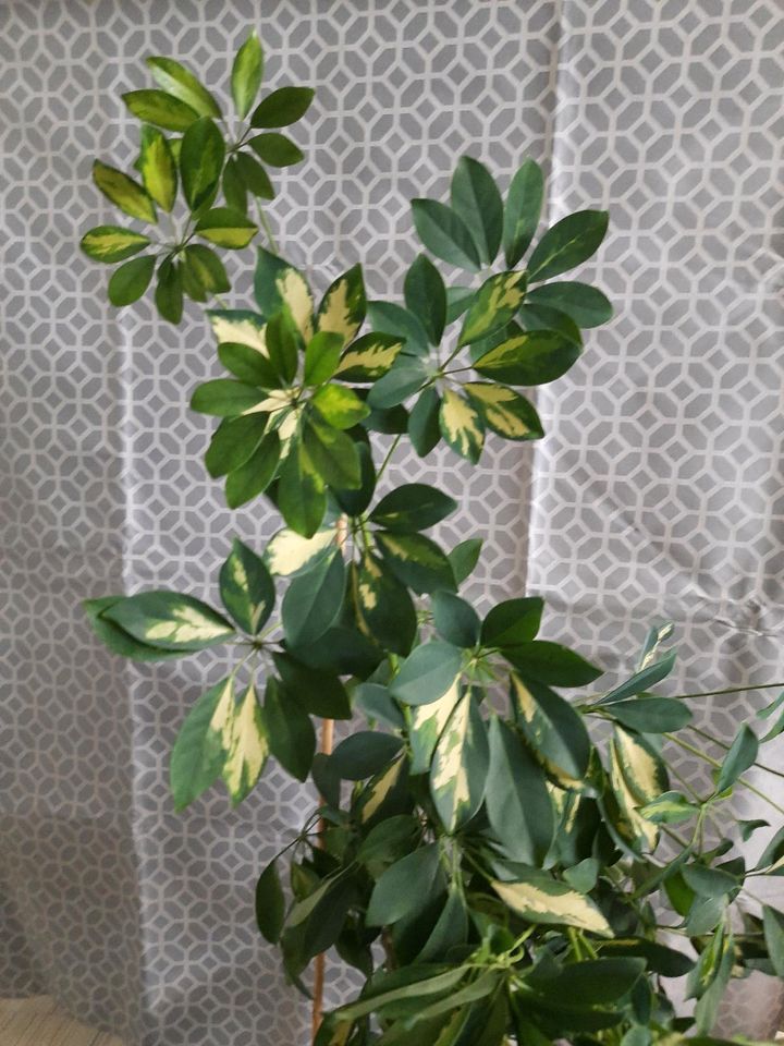 Schefflera-Strahlenaralie,weiß-bunte Blätter in Lübtheen