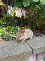 Süße Kaninchen suchen ein liebevolles Zuhause! Aachen - Aachen-Haaren Vorschau