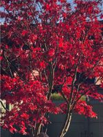 Samen roter japanischer Fächerahorn Ahorn Bonsai € 3,00 Obervieland - Arsten Vorschau