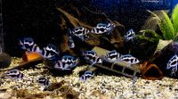 Frontosa  blue Black Widow ab30€ Cyphotilapia frontosa ca 4-5cm Sachsen - Kitzscher Vorschau