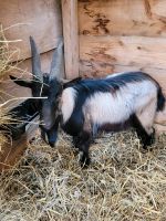 Zwergziegen Bock Baden-Württemberg - Wertheim Vorschau