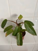 Philodendron Calkings Gold Nordrhein-Westfalen - Havixbeck Vorschau