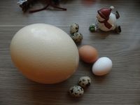Straussenei frisch zum VERZEHR Straußenei,Ei,Eier Bayern - Freudenberg (Oberpfalz) Vorschau