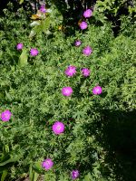 Storchschnabel / Geranium grandiflora Berlin - Treptow Vorschau