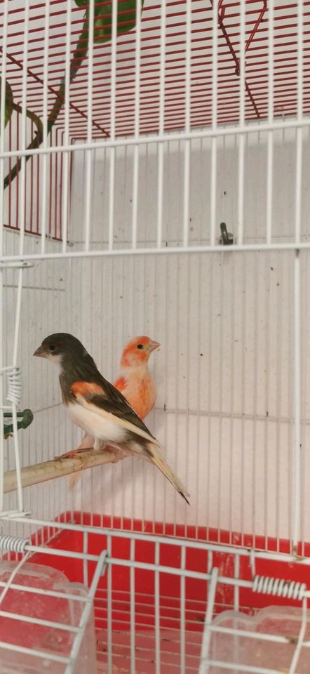 ein par kanari vögel mit kafig in Ditzingen