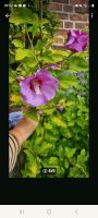 Hibiskus winterhart Schleswig-Holstein - Schleswig Vorschau