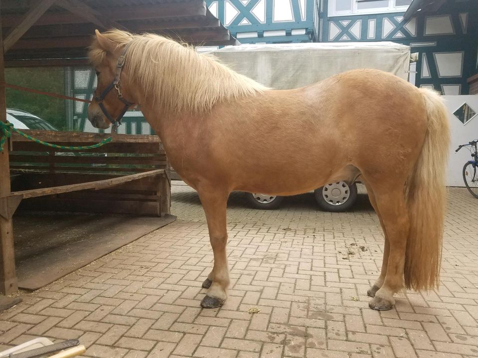 Reitbeteiligungen auf meinen Isländern in Münchhausen