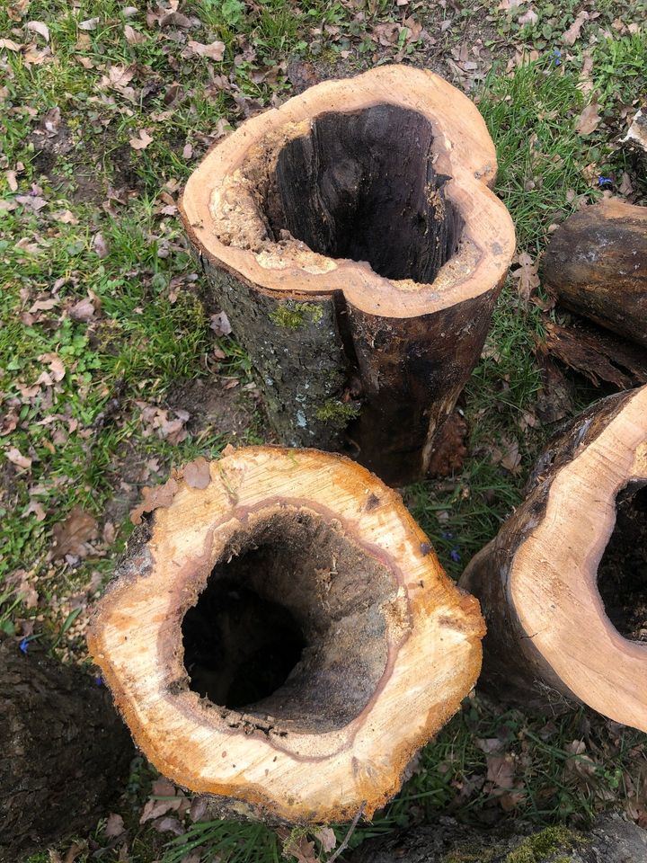 Deko Garten Katzen Baum Höhle Frettchen Baumstamm Terrarium Holz in Blumenthal