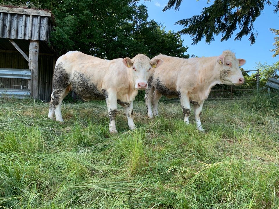 Charolais (2 Färsen, 1 Kuh) wahrscheinlich tragend in Heilshoop