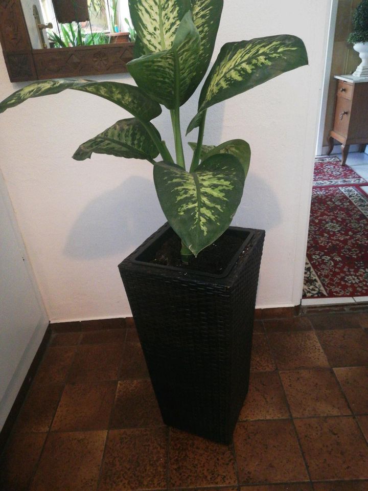 Dieffenbachia in Steinheim an der Murr