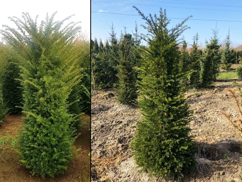 Taxus baccata Eibe (Gemeine Eibe) | Bayernhecke° in Schwandorf