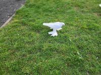 Verkaufe weiße usbekische Taube Nordrhein-Westfalen - Marl Vorschau