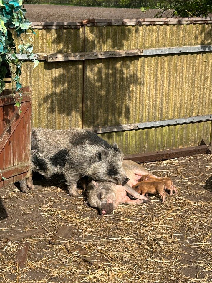 Mini Schweine Hängebauch Tea Cup in Weesby