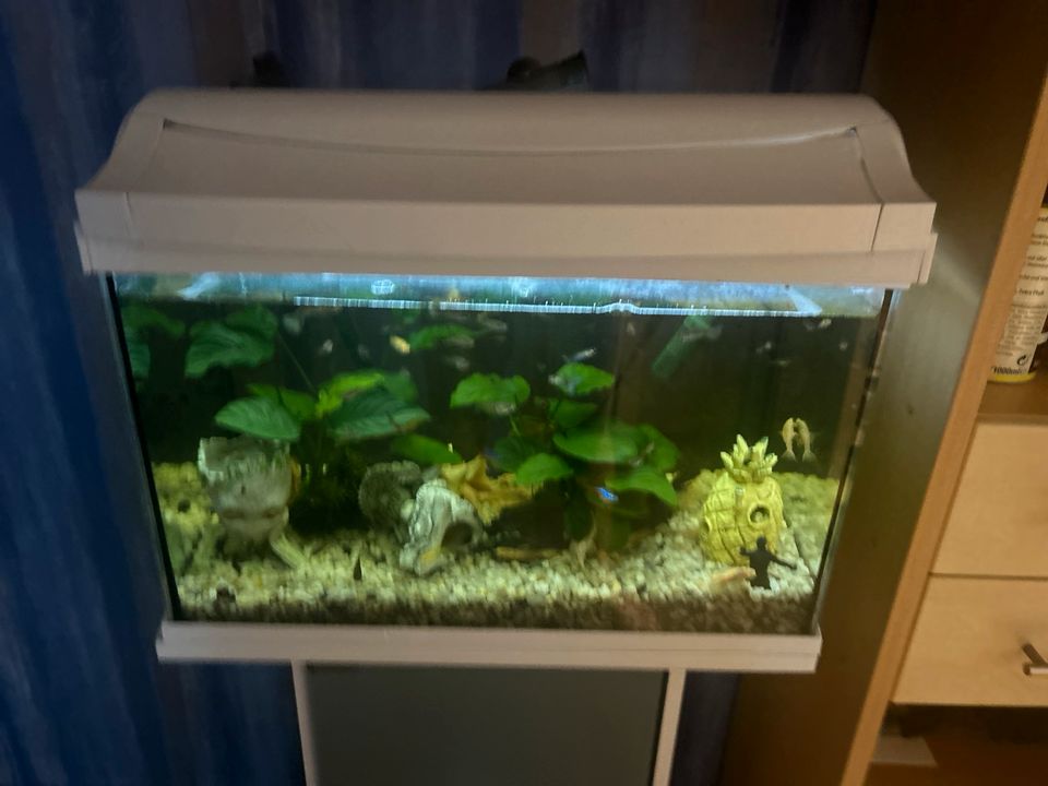 Aquarium zu verkaufen Komplett Set! in Wörth am Rhein