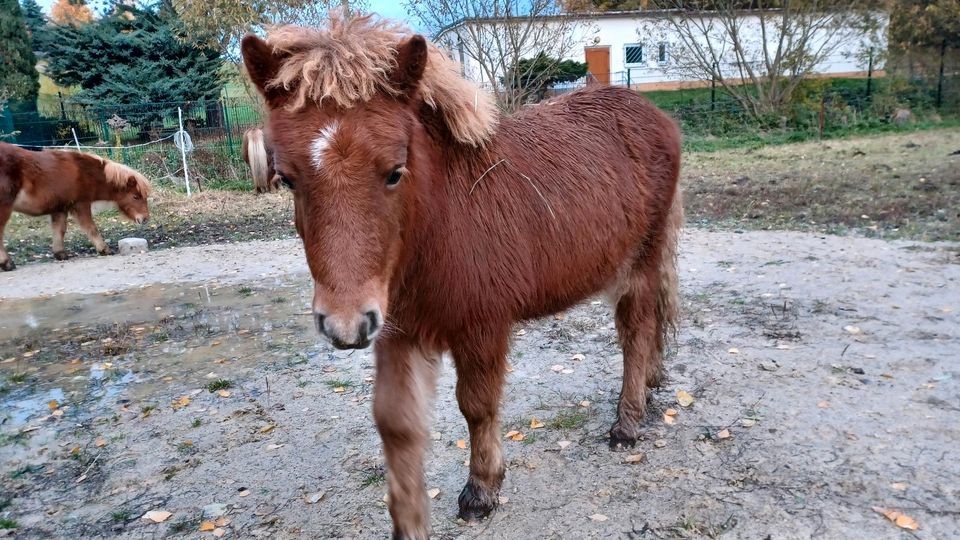 Shetlandpony Hengstfohlen Shetty Fuchs 05/23 in Meerane