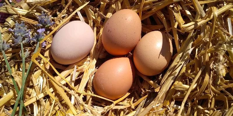Frische Land Eier aus privater Hobbyhaltung in Osternienburger Land