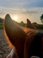 In Planung: Pferdebox / Offenstall mit Reitplatz Nordrhein-Westfalen - Nordwalde Vorschau