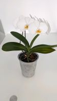 Weiße Orchidee mit Topf Pflanzen Deko Baden-Württemberg - Filderstadt Vorschau