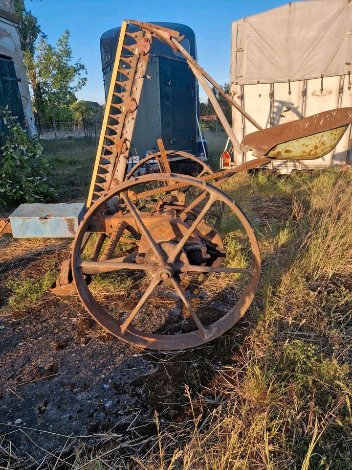 Fella Rasa Rex K Mähwerk in Brandenburg an der Havel