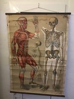 Anatomie Plakat Muskulatur Skelett Schleswig-Holstein - Handewitt Vorschau