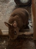 2 Kaninchen Weibchen Hessen - Eschwege Vorschau