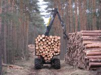 Stammholz KIEFER, Abholung oder Lieferung, Brennholz, Rundholz Sachsen-Anhalt - Muldestausee Vorschau