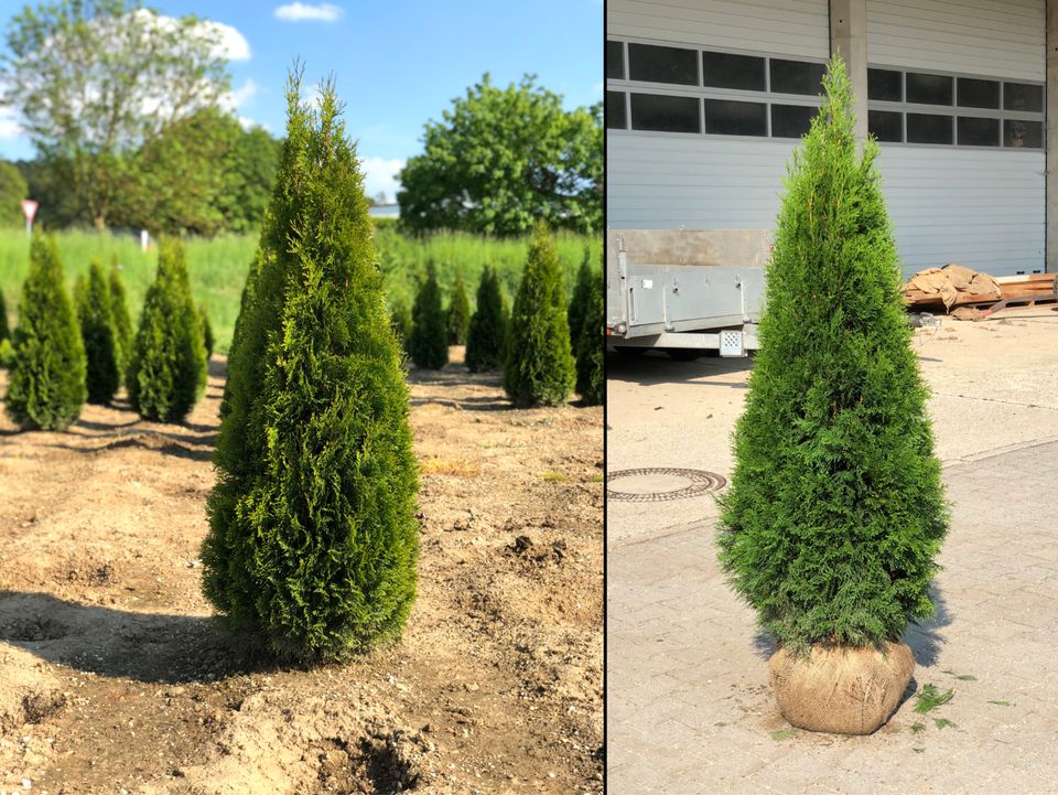 Lebensbaum Thuja occidentalis 'Smaragd' 120-140 cm | Bayernhecke` in Ingoldingen