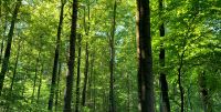 Suche Waldgrundstück zum Kauf / Tausch gegen Ackerfläche Bayern - Dasing Vorschau