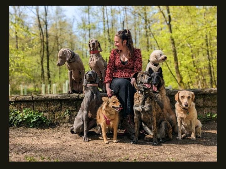 Professionelle Hundebetreuung Gassiservice Tagesbetreuung in Wuppertal